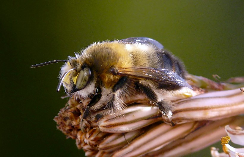 Imenottero da classificare:  Anthophora plumipes (Apidae Anthophorinae)